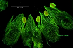 Cuscuta membranacea, corolla dissected