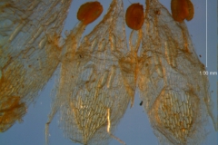 Cuscuta membranacea, corolla dissected