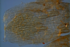Cuscuta membranacea, scales