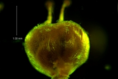 Cuscuta membranacea, capsule