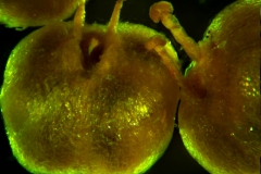 Cuscuta membranacea, capsule