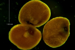 Cuscuta membranacea, seeds