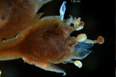 Cuscuta membranacea, flower