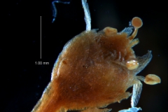 Cuscuta membranacea, inflorescence fragment