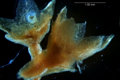Cuscuta membranacea, calyx 3D