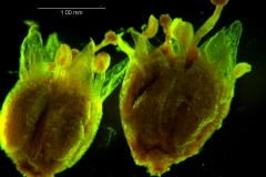 Cuscuta membranacea, corolla 3D