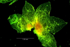 Cuscuta membranacea, calyx dissected