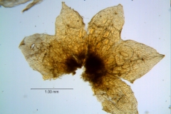 Cuscuta membranacea, calyx dissected
