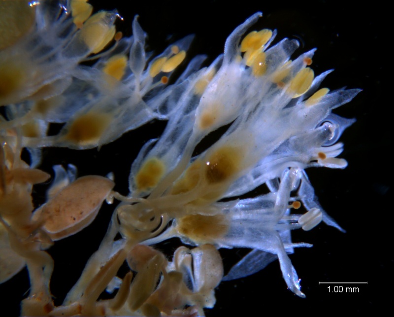 Cuscuta leptantha, inflorescence