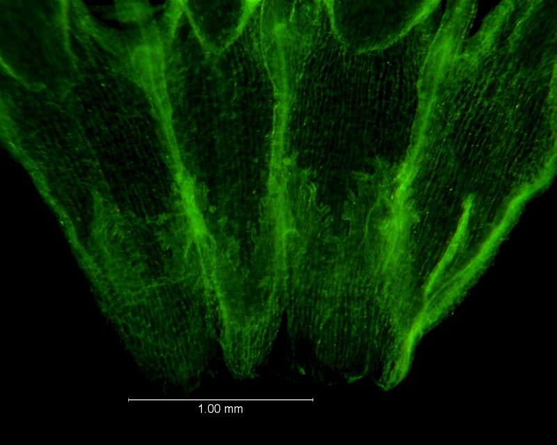 Cuscuta leptantha, scales