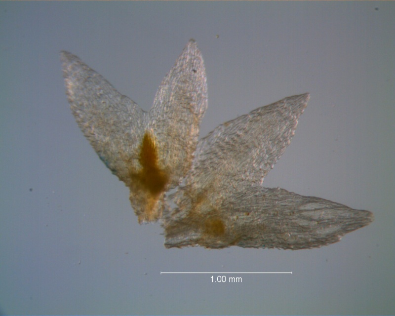Cuscuta leptantha, calyx, dissected