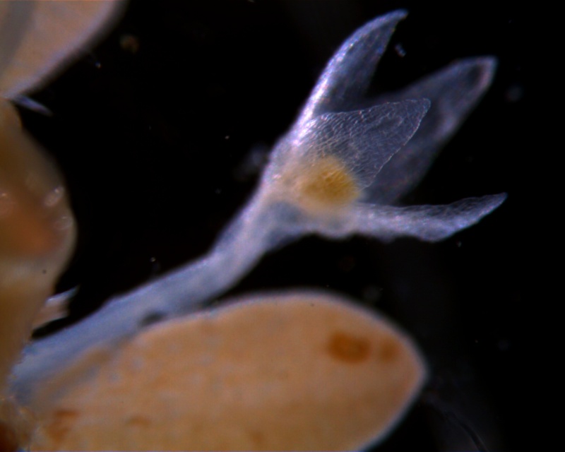 Cuscuta leptantha, calyx