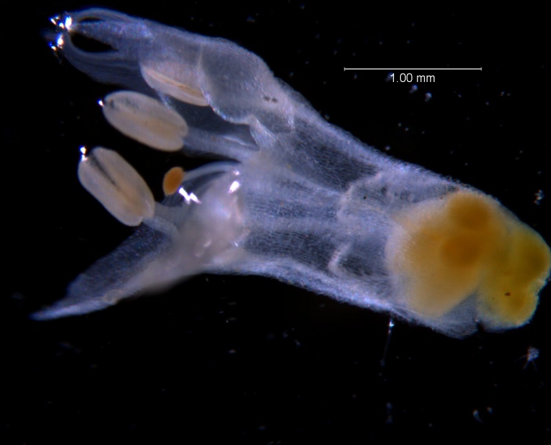 Cuscuta leptantha, corolla