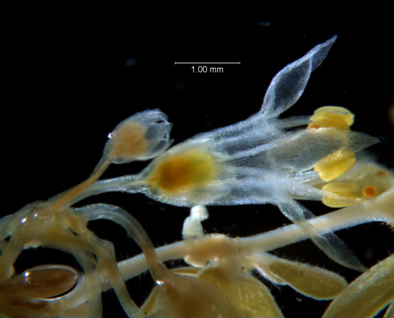 Cuscuta leptantha, flower