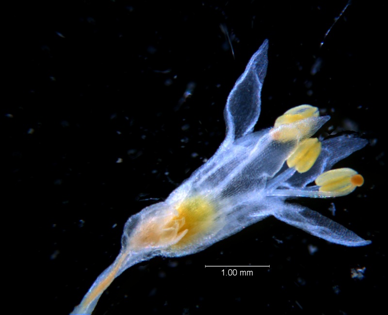 Cuscuta leptantha, flower