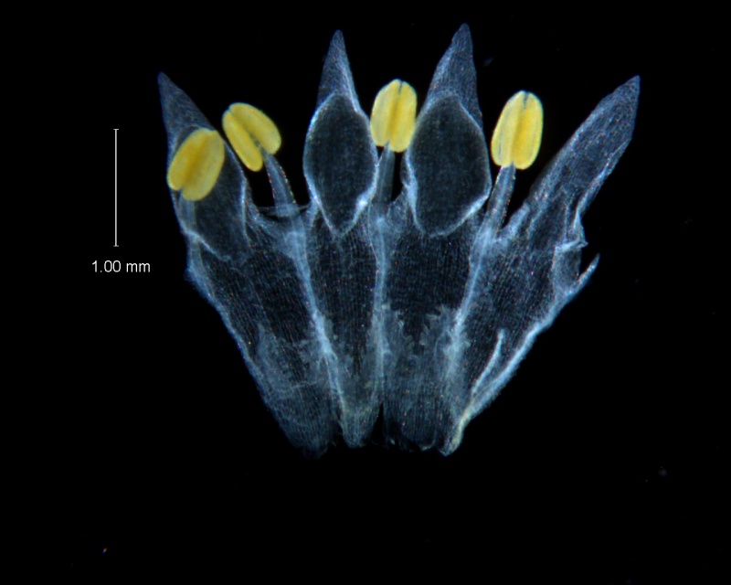 Cuscuta leptantha, corolla, dissected
