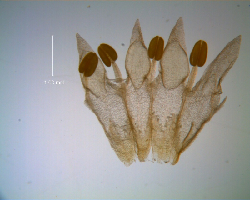 Cuscuta leptantha, corolla, dissected