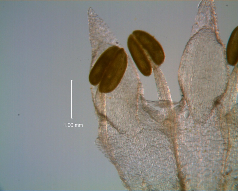Cuscuta leptantha, stamens and corolla lobes