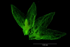 Cuscuta leptantha, calyx, dissected