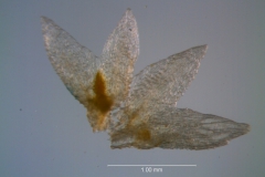 Cuscuta leptantha, calyx, dissected