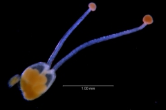 Cuscuta leptantha, gynoecium