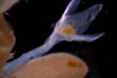 Cuscuta leptantha, calyx