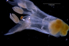 Cuscuta leptantha, corolla