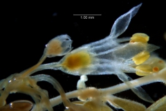 Cuscuta leptantha, flower