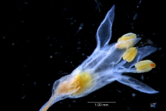 Cuscuta leptantha, flower