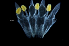Cuscuta leptantha, corolla, dissected