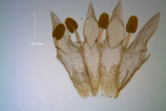 Cuscuta leptantha, corolla, dissected