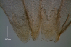 Cuscuta leptantha, scales