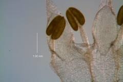 Cuscuta leptantha, stamens and corolla lobes