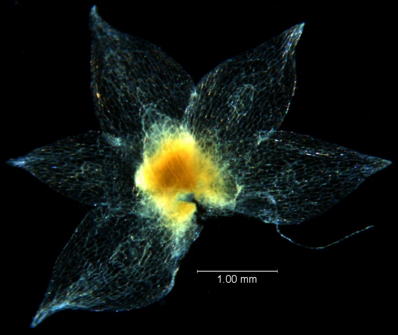 Cuscuta legitima, calyx dissected
