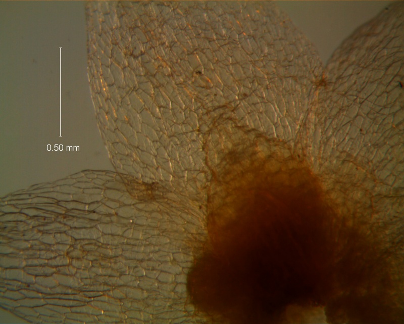 Cuscuta legitima, calyx dissected