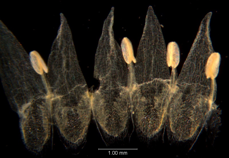 Cuscuta legitima, corolla dissected