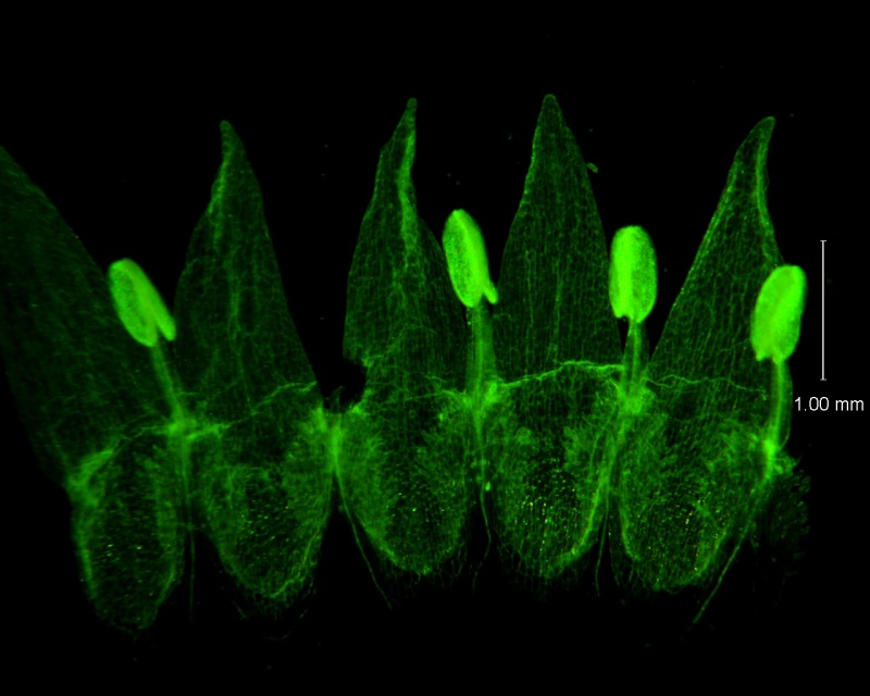 Cuscuta legitima, corolla dissected