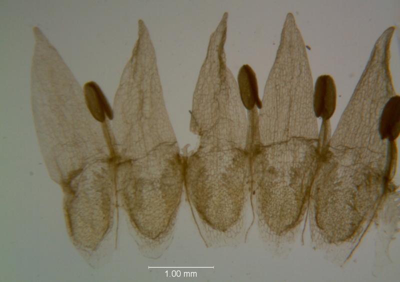 Cuscuta legitima, corolla dissected