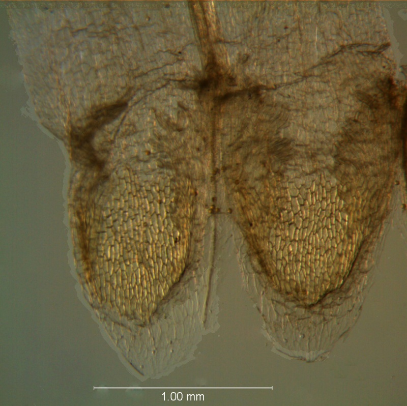 Cuscuta legitima, scales