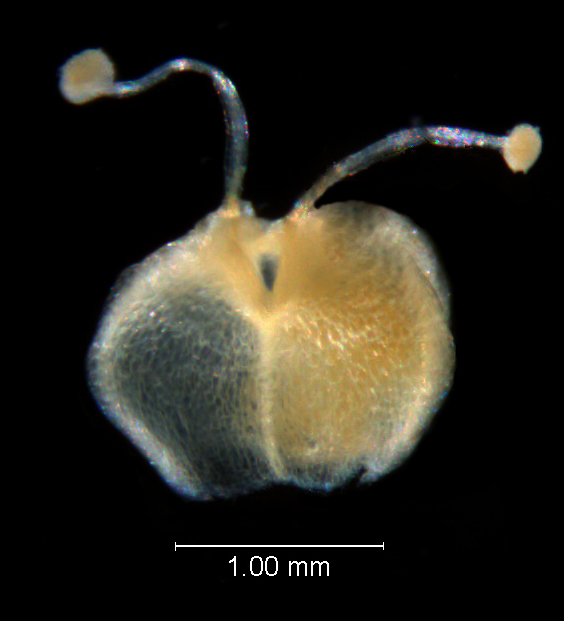 Cuscuta legitima, capsule