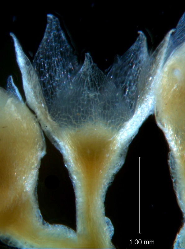 Cuscuta legitima, calyx 3D