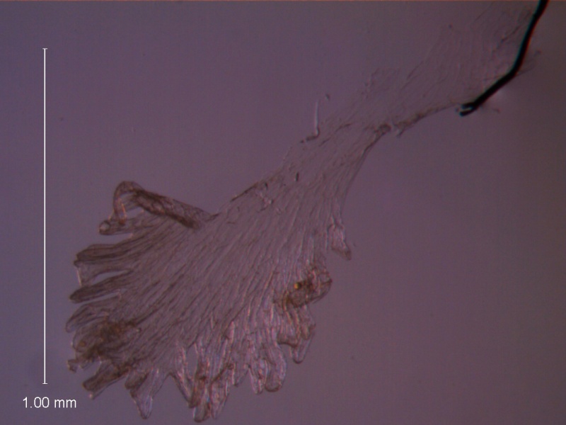 Cuscuta legitima, detached scale