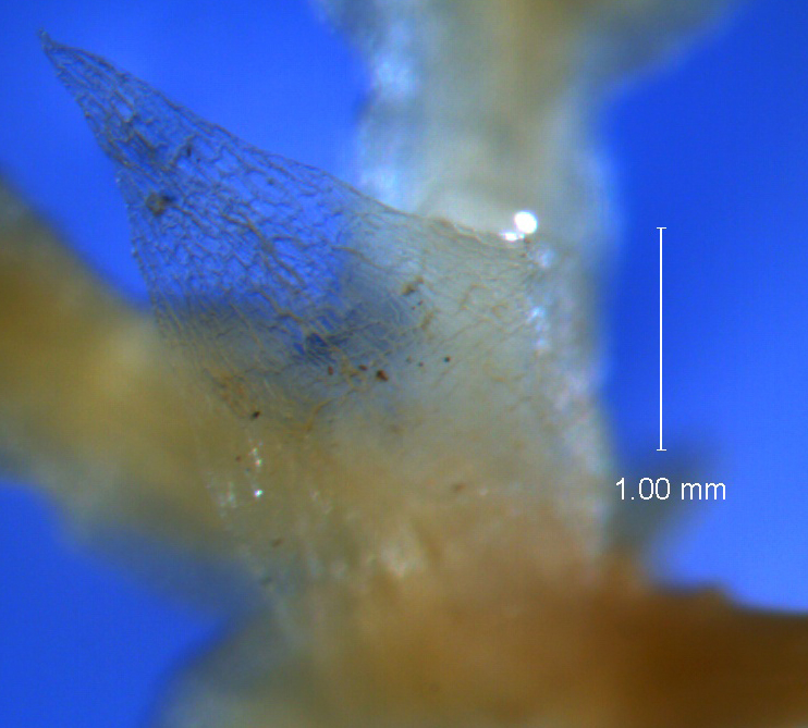 Cuscuta legitima, bract