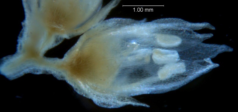 Cuscuta legitima, flower