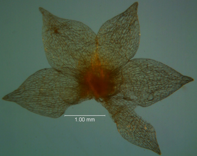 Cuscuta legitima, calyx dissected