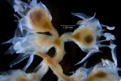 Cuscuta legitima, inflorescence