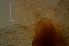 Cuscuta legitima, calyx dissected