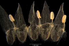 Cuscuta legitima, corolla dissected