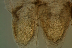 Cuscuta legitima, scales