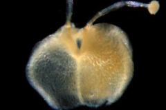 Cuscuta legitima, capsule
